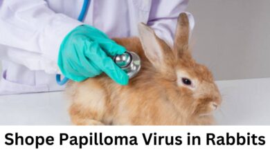 shope papilloma virus