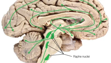 The Science Behind Addiction: How It Affects the Brain and Body