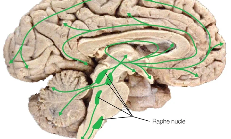 The Science Behind Addiction: How It Affects the Brain and Body