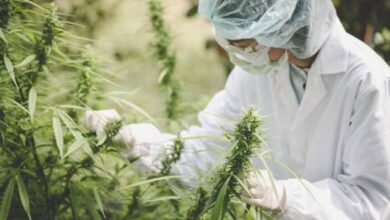 The Ultimate Guide to THCA Flower for Sale