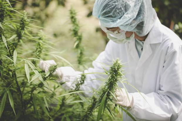 The Ultimate Guide to THCA Flower for Sale