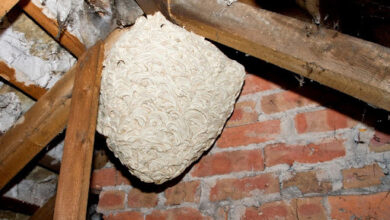 Why Professional Wasp Nest Removal is Best for Home