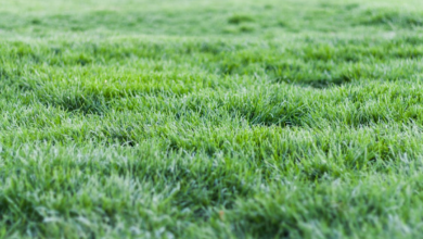 Important Things to Know About Artificial Turfs