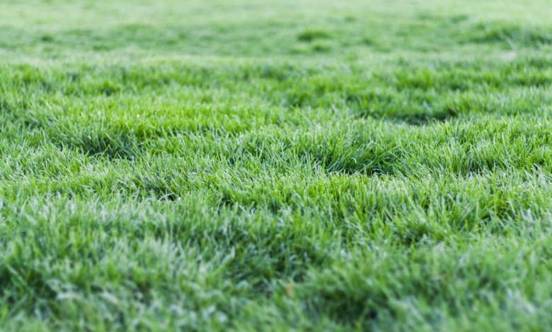 Important Things to Know About Artificial Turfs