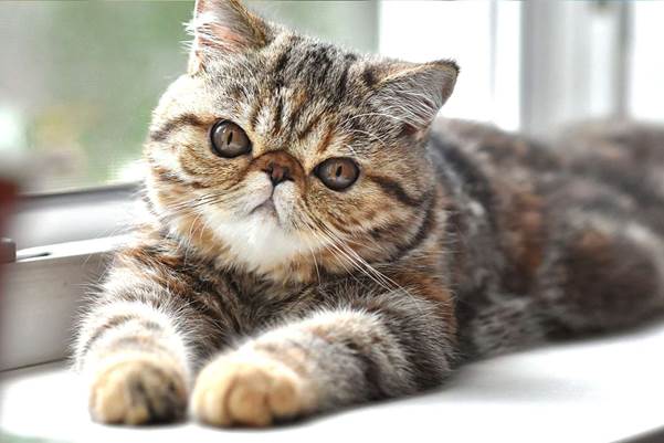 Secrets of caring for exotic cats