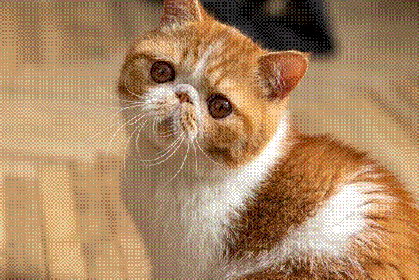 Secrets of caring for exotic cats