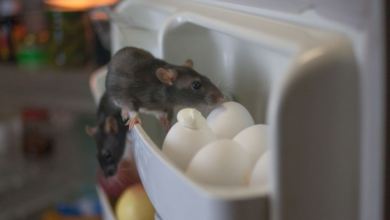 Can Rat Bites Make You Sick? Understanding the Risks and Precautions