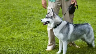 How to Find Reliable Dog Training Experts Near You