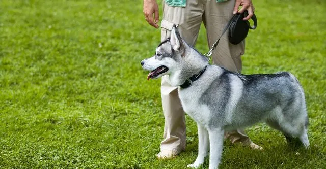 How to Find Reliable Dog Training Experts Near You